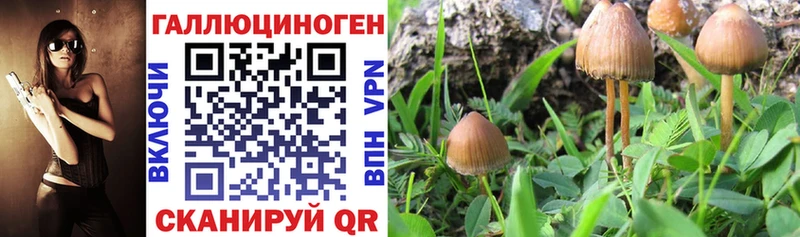 дарнет шоп  Звенигово  Псилоцибиновые грибы ЛСД 